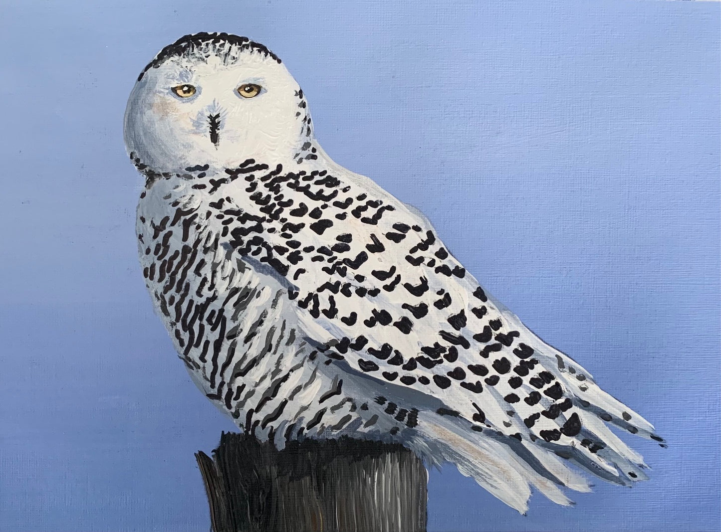 Snowy Owl Art In A Box