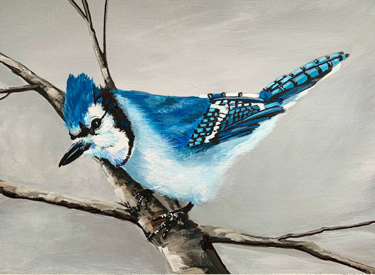 Blue Jay Art In A Box